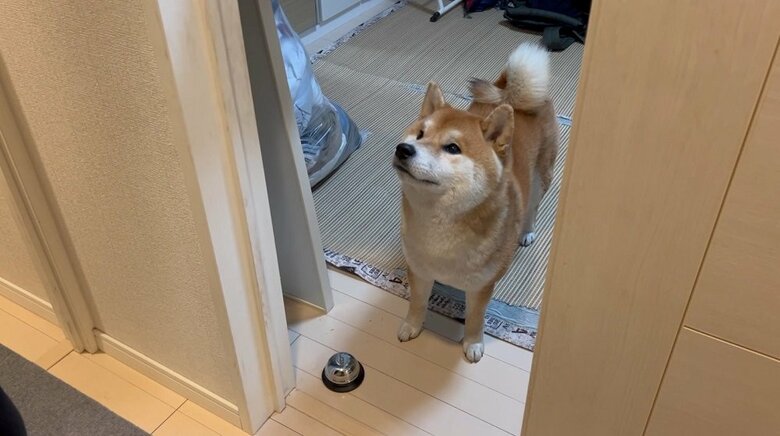 「お外に行きたいです」とアピール　こむぎくん