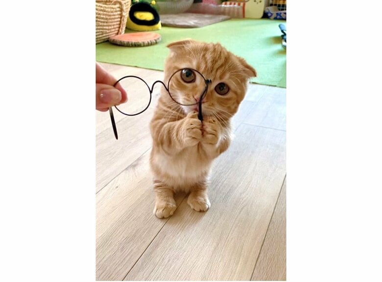 提供：IG @hinako_munchkinさん