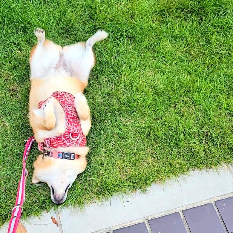 提供：kuroazu_beansさん