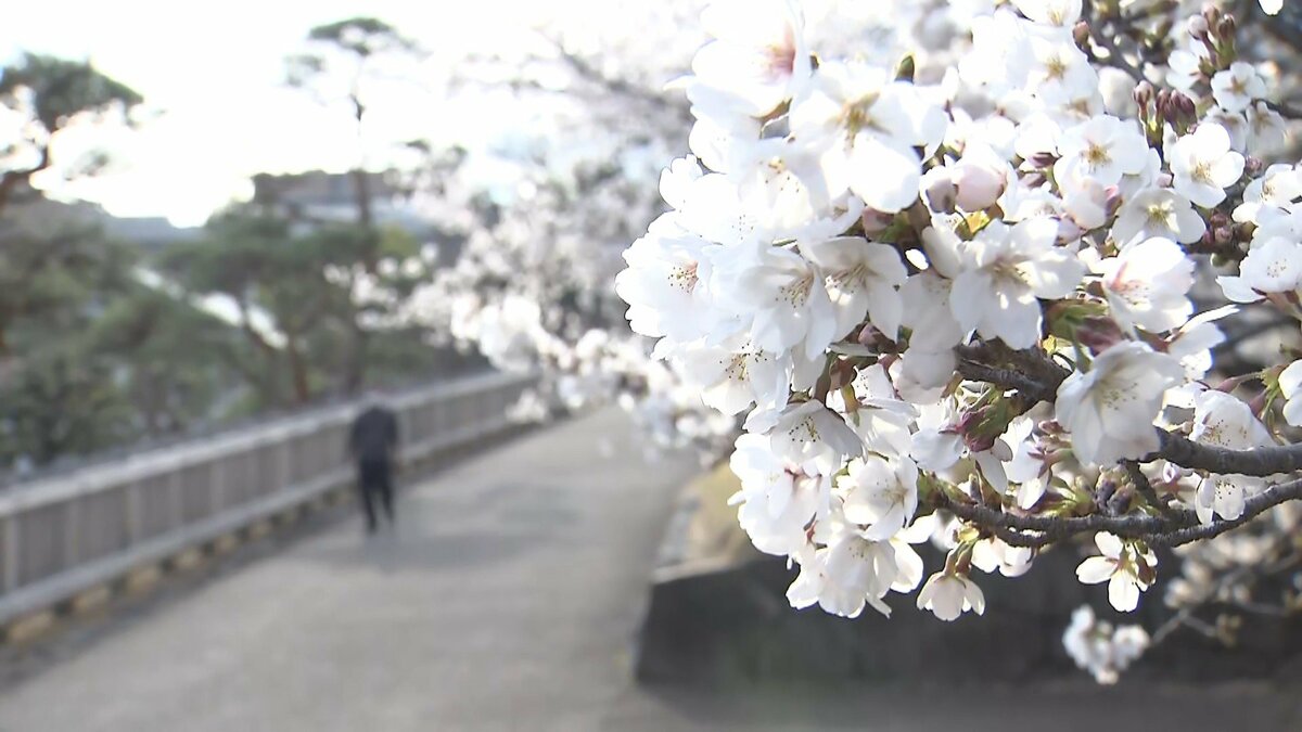 全国トップを切って甲府で桜満開 東京や名古屋も桜見頃に 25日は雨に