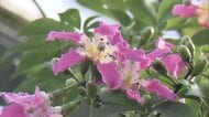 牧野植物園で『トックリキワタ』が6年ぶり開花　これから10日間が見頃【高知】