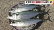 愛南町でマサバの完全養殖に成功し初出荷「アニサキスも著しく少ない」日本一の産地を目指す【愛媛】