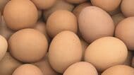 エッグショック再来の懸念　高騰する卵の価格　頭を抱える洋食店　養鶏場では鳥インフル対策　大分