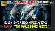 「ウサイン・ボルトのように走り、ジョーズのように速く静かに泳ぐ」意外な場所に出没するクマの“驚異の移動能力”