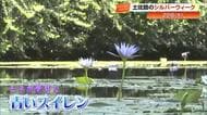 普段の週末の“3倍”となる来園者　北川村「モネの庭」で“青いスイレン”や“リコリス”見頃【高知】