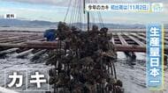 日本一の生産量を誇る広島カキ　初出荷日１１月２日に決定！　猛暑による高水温影響で去年より２週間遅く