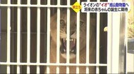 北海道でも元気でね! とべ動物園のライオン「イオ」 繁殖活動のため旭山動物園へ【愛媛】