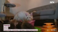 ネコの映像で癒やされる? ノルウェーの公共放送がネットで発信