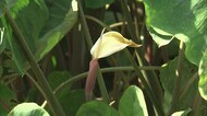 畑で珍しいサトイモの花 県中央植物園「県内では高温多湿の年にまれに咲く」