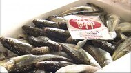 12月6日は「ハタハタの日」 本格的な漁に向け豊漁祈願 秋田・男鹿市