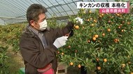 山鹿市でキンカンの収穫 本格化 【熊本】