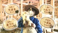 ヒツジの名づけ親になりませんか？「めぇ～めぇ～権」販売や荒れ地活用　エサ代高騰に観光牧場のやりくり【静岡発】
