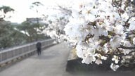 全国トップを切って甲府で桜満開　東京や名古屋も桜見頃に　25日は雨になる所も　夜桜は天気予報チェックを