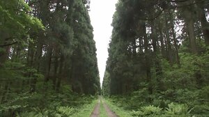 牛だけでなく森も育てる…小岩井農場SDGsの取り組み 130年かけ緑あふれる牧場に【岩手発】