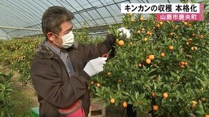 山鹿市でキンカンの収穫 本格化 【熊本】