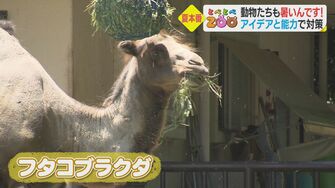 ラクダが 衣替え ホワイトタイガーは氷にびっくり 動物たちの暑さ対策に飼育員も奮闘 愛媛発