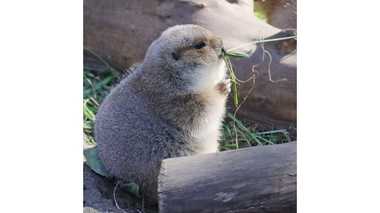 上野動物園の“ヒヨコ”みたいなプレーリードッグ…なぜ丸々となってしまったのか聞いてみた