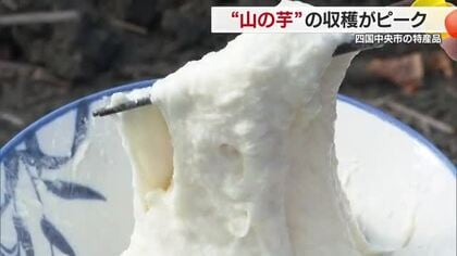 四国中央市で特産の“ウマい”ヤマノイモの収穫ピークに　品質上々も収穫量は５年前の半分以下【愛媛】