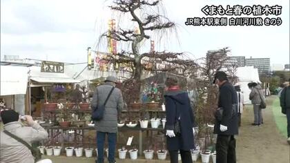 ＪＲ熊本駅東側の白川河川敷で『くまもと春の植木市』【熊本】