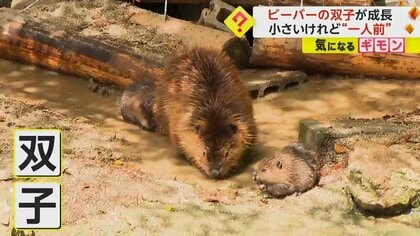 「ちっちゃい、かわいい」3月誕生した“アメリカビーバー”双子がキュート！来場者投票で間もなく名前決定！　高知・のいち動物園