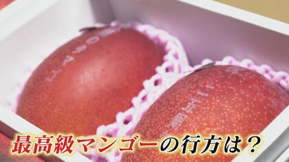 “最高級マンゴー”初競りに密着！老舗果物店「今年も狙う」 2玉60万円が福岡のデパート店頭に