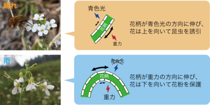 天候に応じて花が向きを変える意義とメカニズムを解明