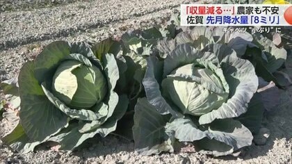 水不足で農作物が育たない…1カ月間の降水量わずか8ミリ「自然相手だからどうしようもない」少雨に頭を悩ます農家