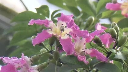 牧野植物園で『トックリキワタ』が6年ぶり開花　これから10日間が見頃【高知】