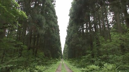 牛だけでなく森も育てる…小岩井農場SDGsの取り組み 130年かけ緑あふれる牧場に【岩手発】