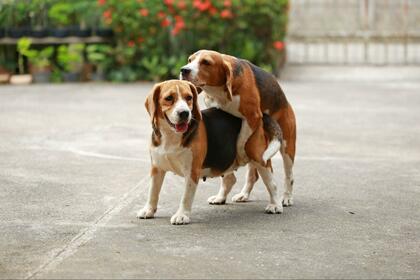 犬がマウンティングするのはなぜ?やめさせる方法も解説!