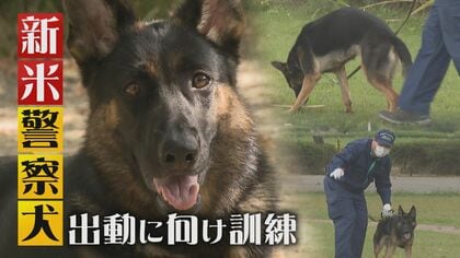 シェパードの新米警察犬に密着　バディ歴1年「家族のような存在」厳しい訓練を乗り越え…目指せ現場出動【新潟発】