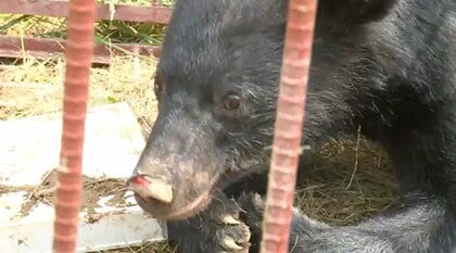 ヒトとクマの境界線が崩壊した2025年　3000件超の目撃情報に6件の人身被害　専門家は「個体数管理」の重要性を指摘〈宮城発〉