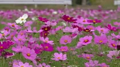 咲き誇るコスモスと澄み切った秋空　小浜市の農業法人が景観用に栽培　10月末にはヒマワリとの競演も　福井　