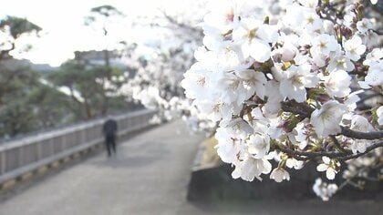 全国トップを切って甲府で桜満開　東京や名古屋も桜見頃に　25日は雨になる所も　夜桜は天気予報チェックを
