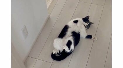 「いつでもどうぞ！」ドアを開けると飼い猫がモフられ待ちの“へそ天”姿…いつものことなのか飼い主に聞いた