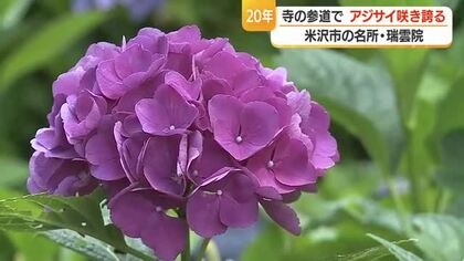 境内のアジサイ4000株超　米沢市浅川・瑞雲院の参道彩るアジサイ咲き誇る　7月いっぱい見ごろか　山形