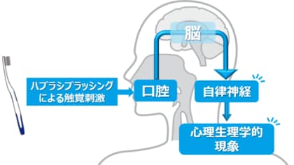 歯みがき行動は歯の健康に寄与するだけではなく、自律神経に影響を与え、前向きな心理状態に変化させることを確認