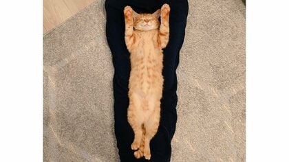 「これが日常です」飼い主の脚に挟まる猫の寝姿がピーン! リラックスした表情もかわいい