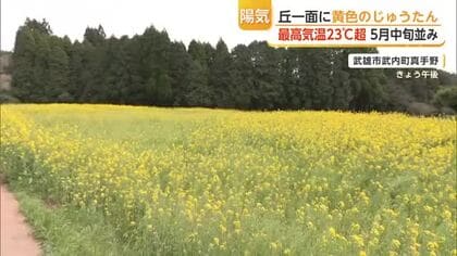 丘一面に広がる菜の花 5月中旬並みのポカポカ陽気に誘われ見物客【佐賀・武雄市】