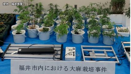 大麻草236本を押収　福井市の45歳会社員を逮捕　押収量は県内で過去最多　SNSを使い県内外に販売か