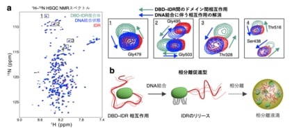 【徳島大学】相分離を介した転写因子ハブ形成を制御する「分子スイッチ」の機構を解明～構造揺らぎが転写因子の分子集合を制御する～