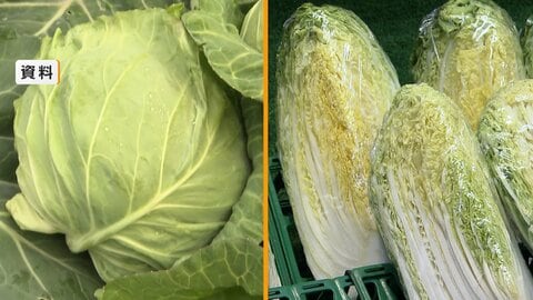 レタス“2倍”1kg1200円超　長雨で「葉物野菜」軒並み高値