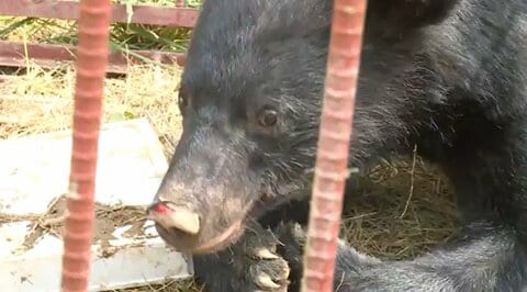 ヒトとクマの境界線が崩壊した2025年　3000件超の目撃情報に6件の人身被害　専門家は「個体数管理」の重要性を指摘〈宮城発〉