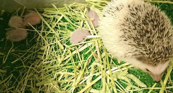 生まれた時から 針 がある 赤ちゃんハリネズミの姿が話題 お母さんは痛くないのか専門家に聞いた