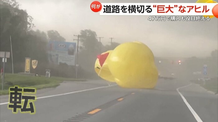 道路を横断した7m以上もある巨大なアヒル(スペクター・コミュニケーションズ)