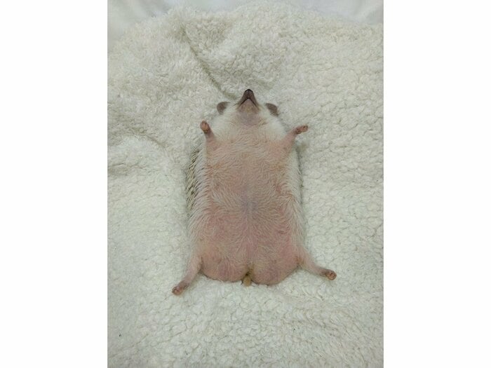 気持ち良さそう