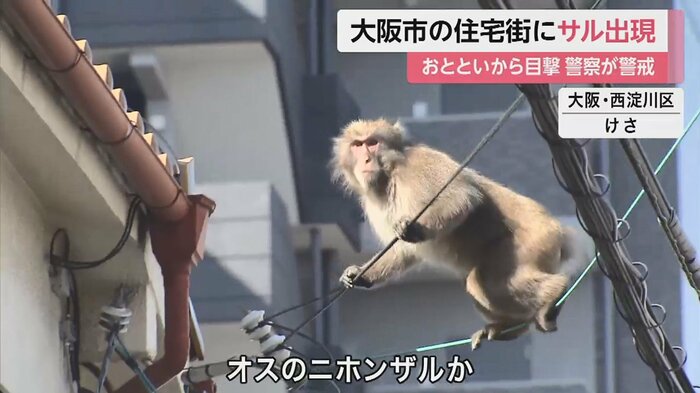 3月15日午前、住宅街に現れたサル