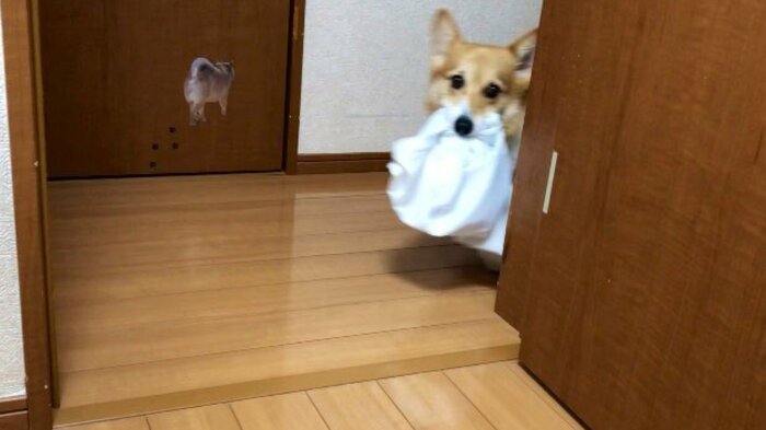曲がり角に現れたベルちゃん