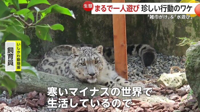 寒さに強く多少の水濡れにも動じないユキヒョウ(提供:いしかわ動物園)