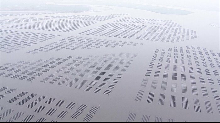 ノリ網が一面に広がる有明海